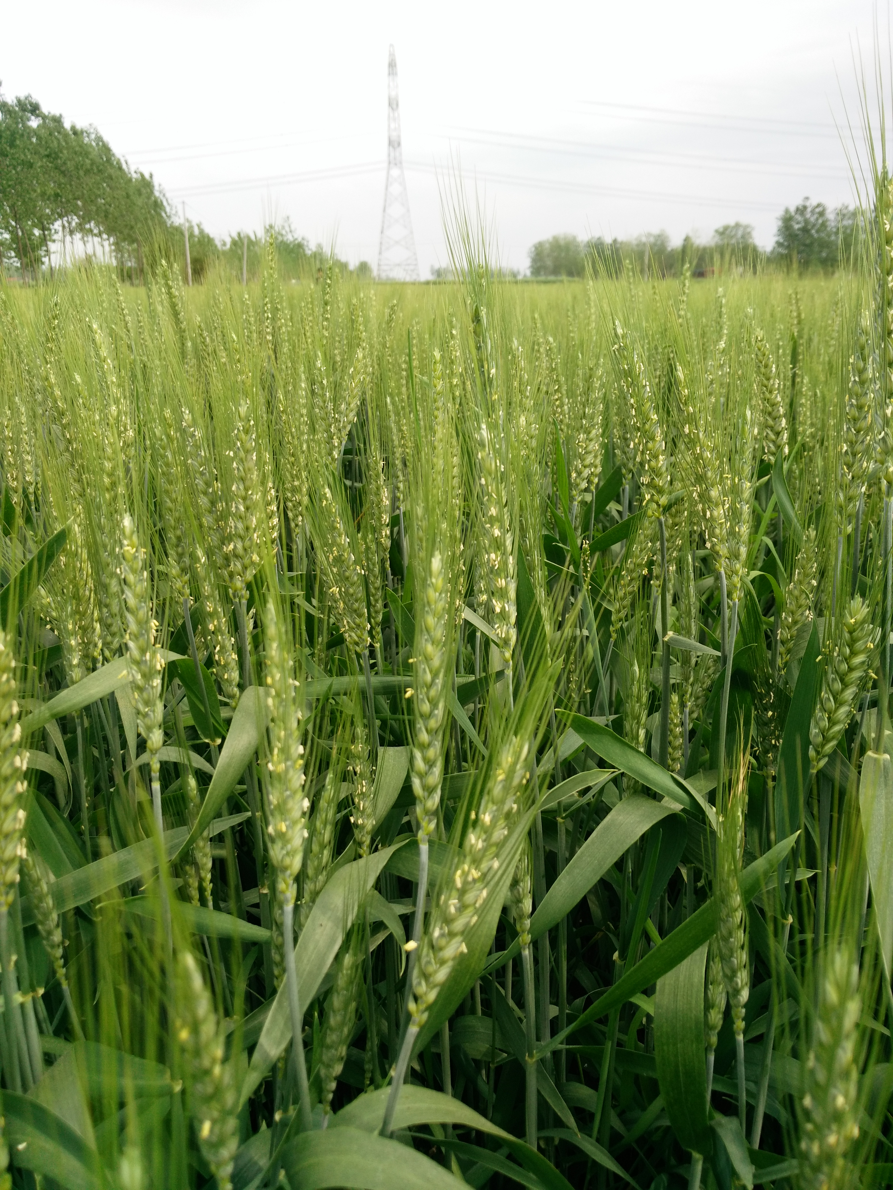 小麦一喷三防使用技巧,今年小麦一喷三防什么时间打最佳