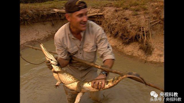 自然传奇之蟒蛇大追踪,自然传奇寻访大鳄巨蟒