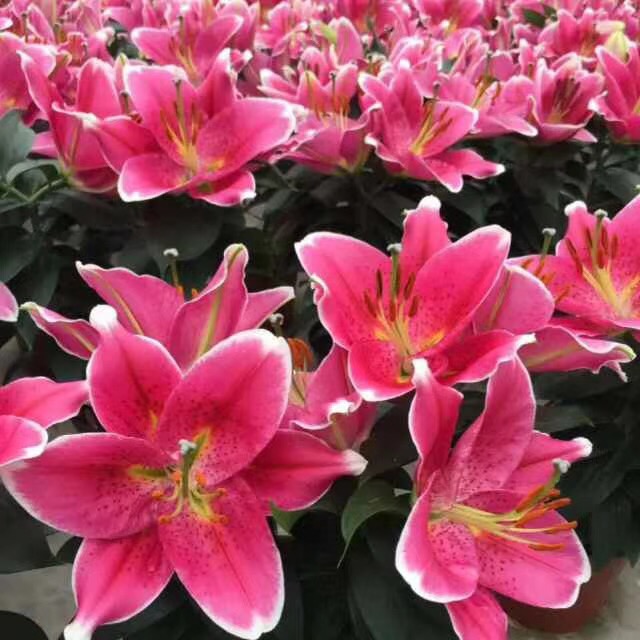 香水百合养护教程,重瓣香水百合养护方法