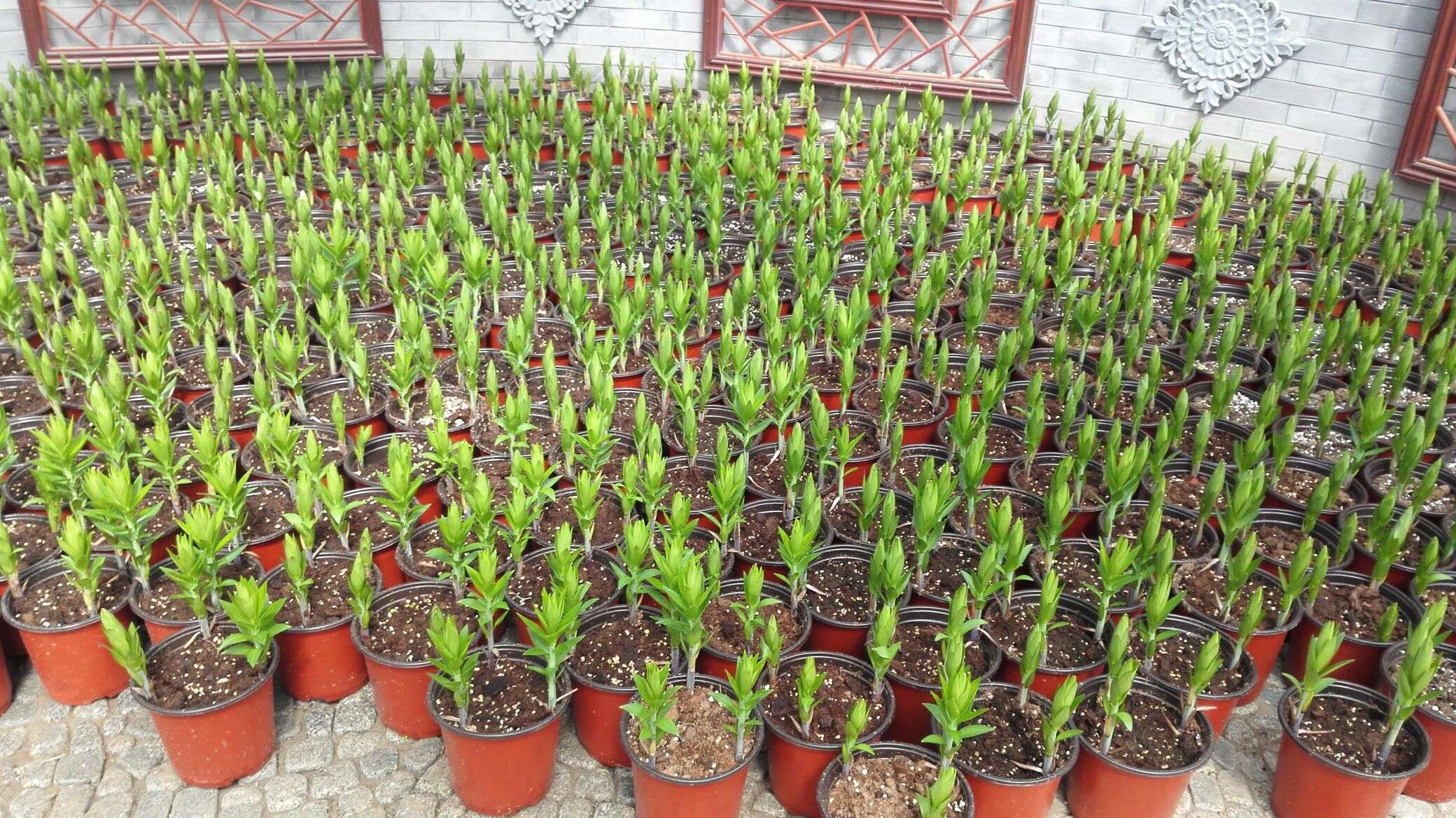 黄金甲香水百合养护,香水百合养护教程