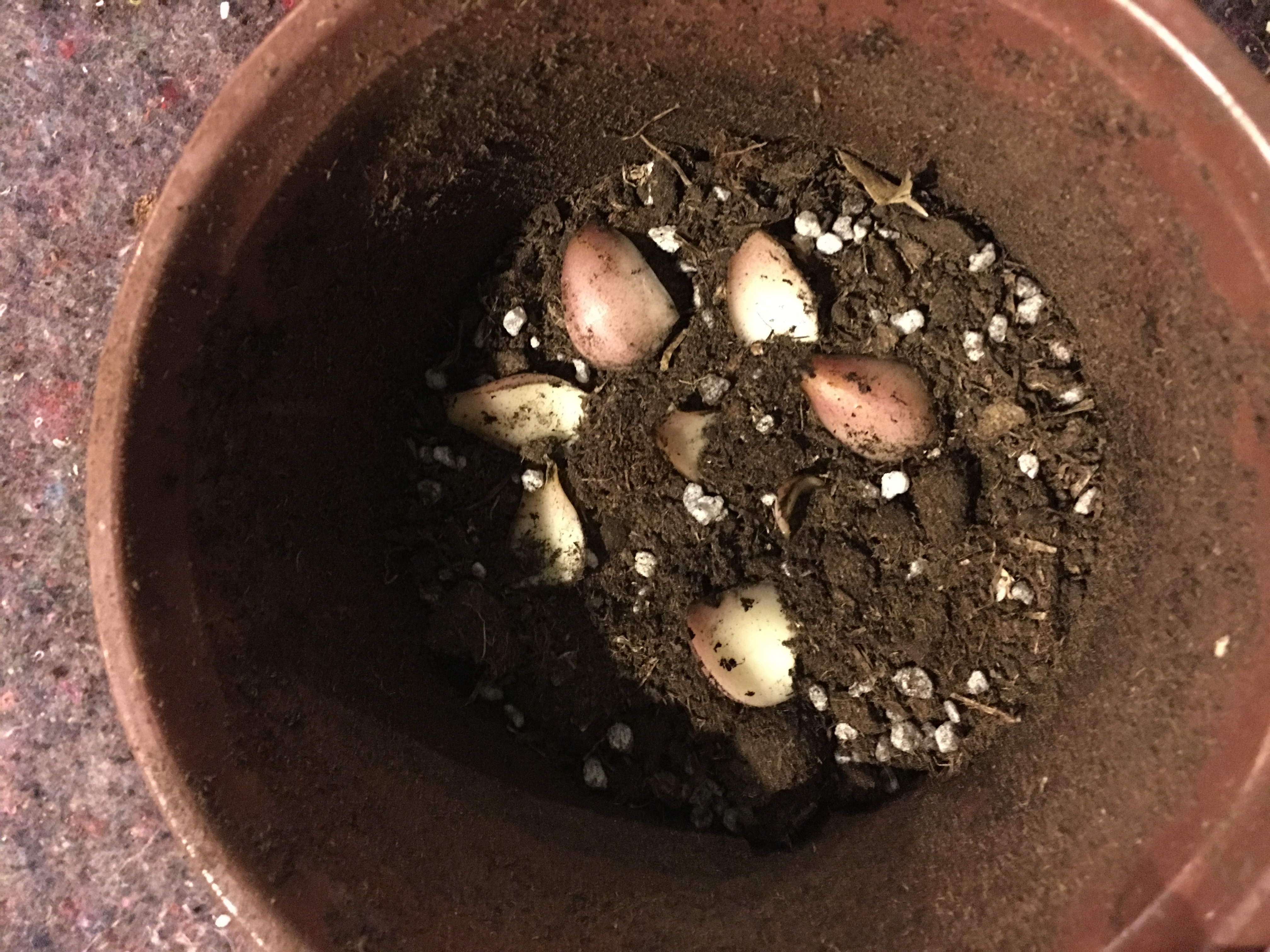 黄金甲香水百合养护,香水百合养护教程