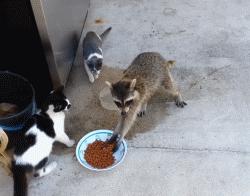 浣熊真的那么温顺吗,浣熊适不适合养