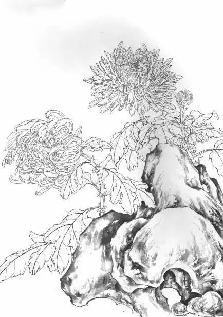 入门白描花卉菊花视频,白描菊花国画如何上色