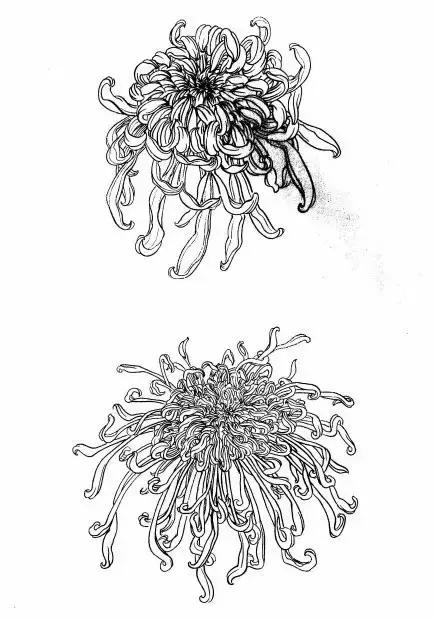 入门白描花卉菊花视频,白描菊花国画如何上色