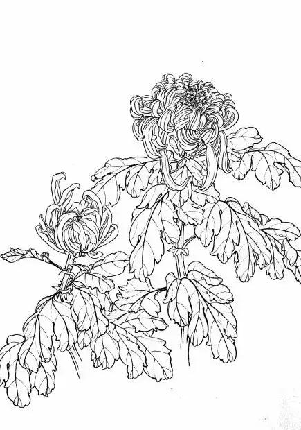 入门白描花卉菊花视频,白描菊花国画如何上色