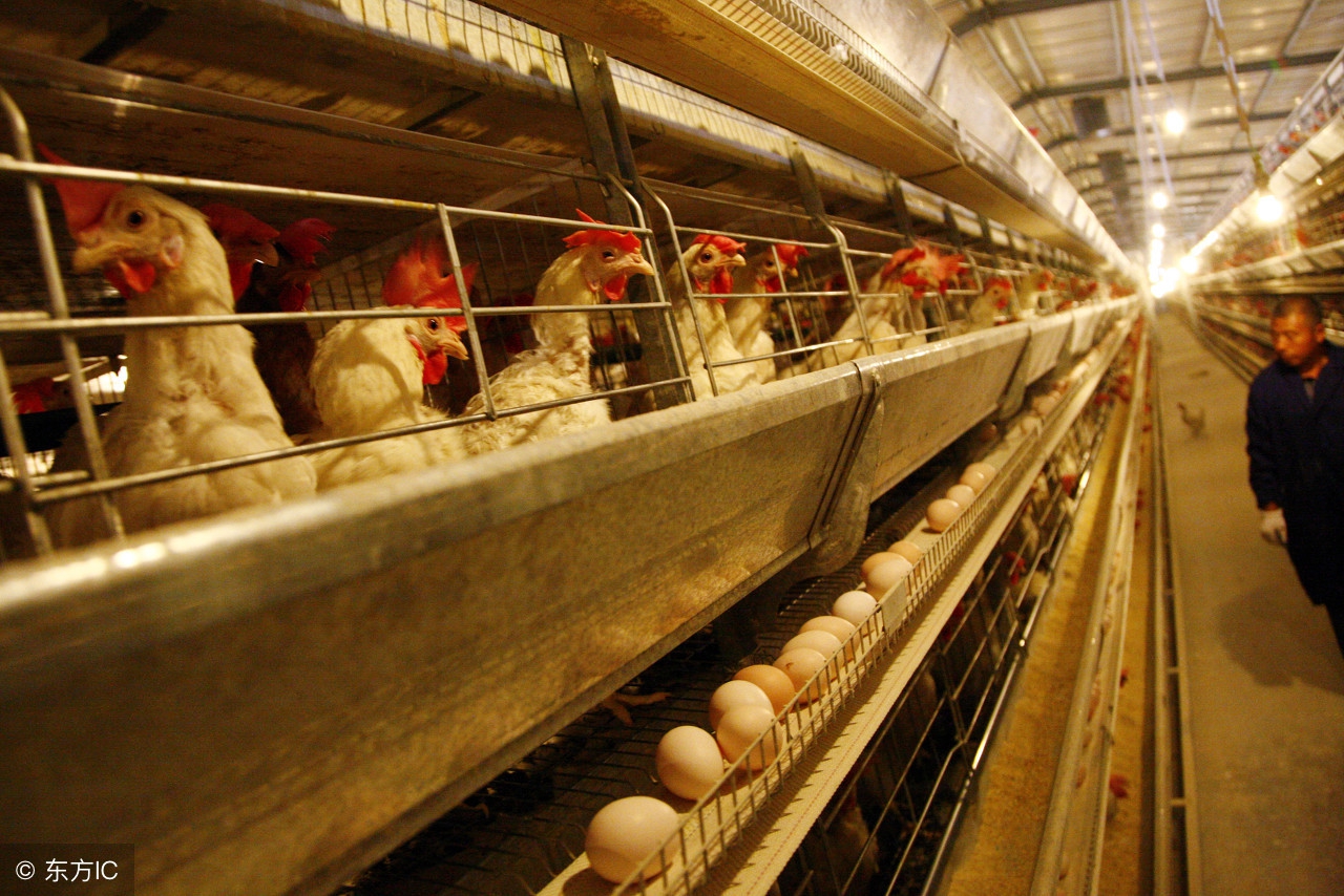 蛋鸡吃蛋怎么办,蛋鸡产蛋无高峰的解决方法