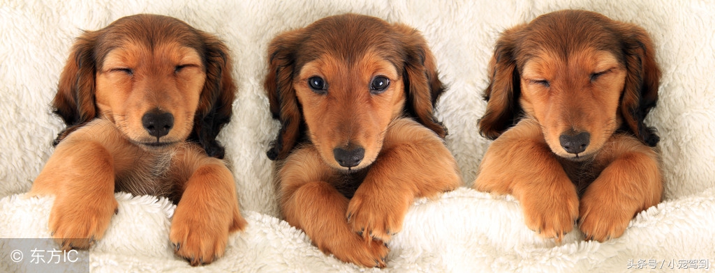 如何避免宠物影响你的*生活性**？