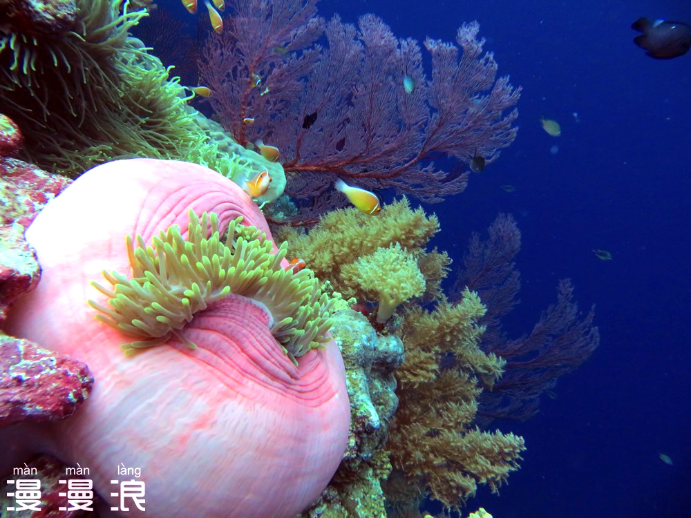 经常熬夜的人！一定要来帕劳看看！用帕劳蓝治愈你的失眠焦虑！