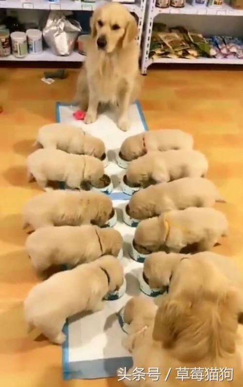 金毛生了狗狗有一只不管怎么办,金毛生了一个足球队