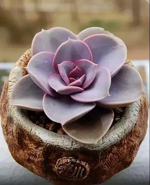 270种常见多肉图谱,270种常见多肉盆景