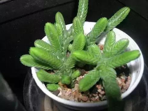 270种常见多肉图谱,270种常见多肉盆景