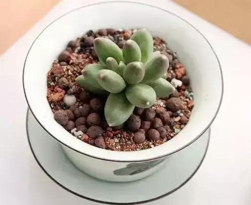 270种常见多肉图谱,270种常见多肉盆景