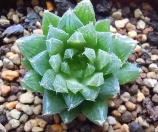 270种常见多肉图谱,270种常见多肉盆景