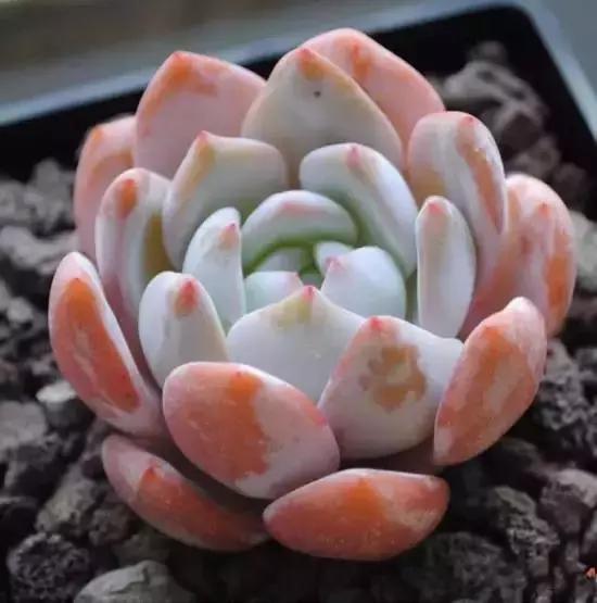 270种常见多肉图谱,270种常见多肉盆景