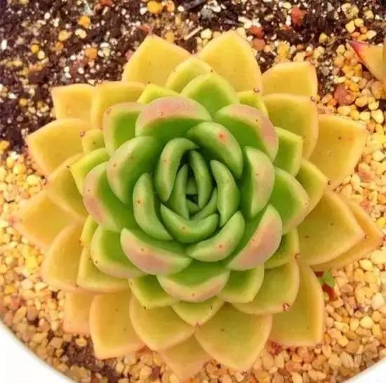 270种常见多肉图谱,270种常见多肉盆景