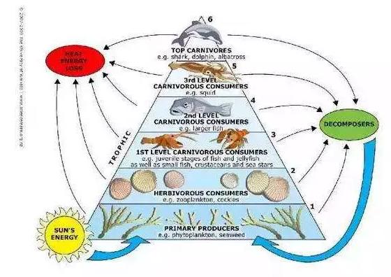 吃鱼最给宝宝补DHA，但哪些鱼最富含DHA又低汞？