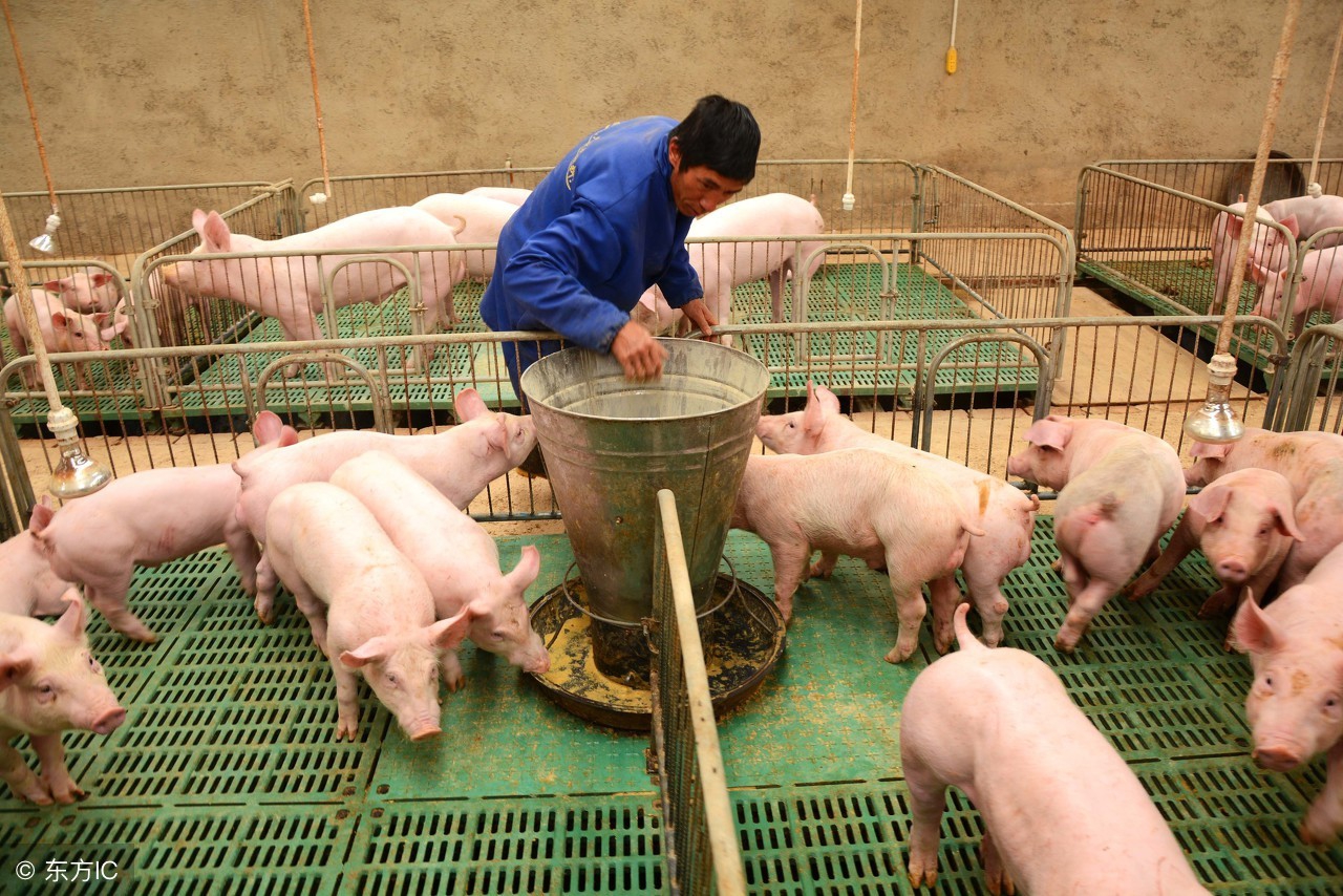 仔猪黄白痢最有效药,仔猪黄白痢给母猪怎么用药