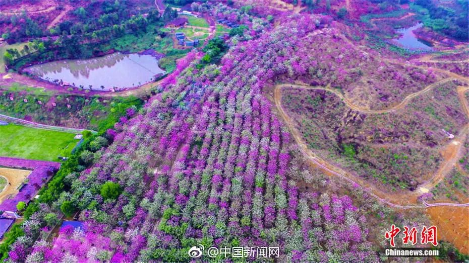 美爆了雨中的园博园风景美如画,美爆最美樱花大道继续绽放