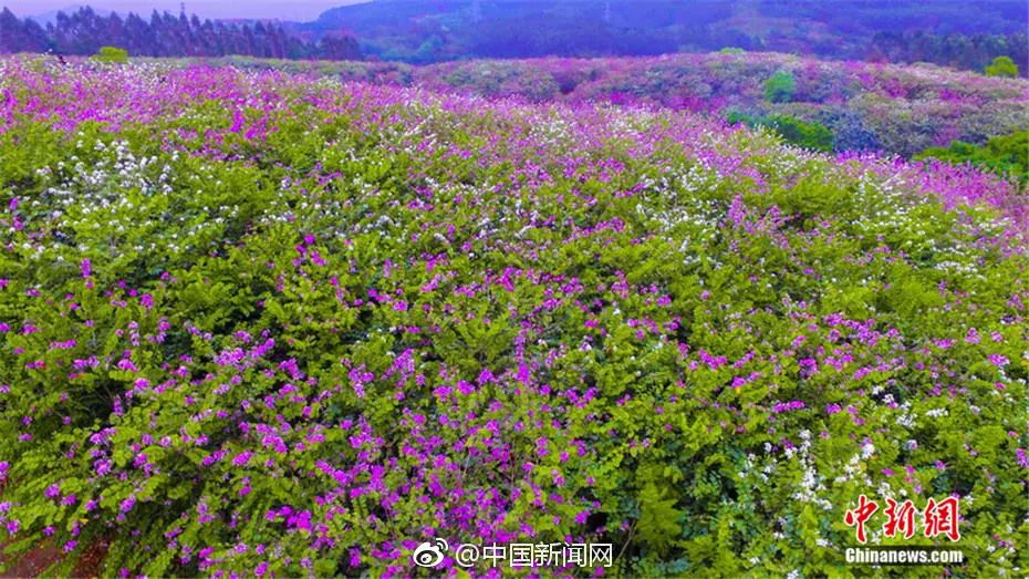 美爆了雨中的园博园风景美如画,美爆最美樱花大道继续绽放