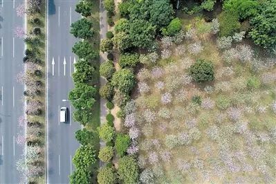 美爆了雨中的园博园风景美如画,美爆最美樱花大道继续绽放