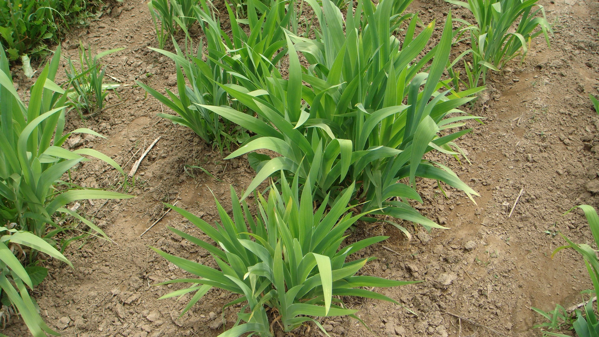 春耕购种要注意什么,春耕买农资注意什么