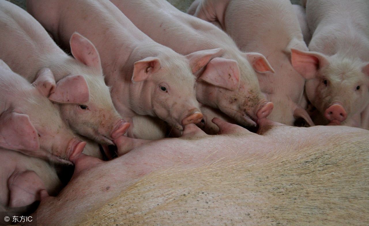 仔猪红白黄痢的治疗方法,仔猪痢疾严重怎么处理