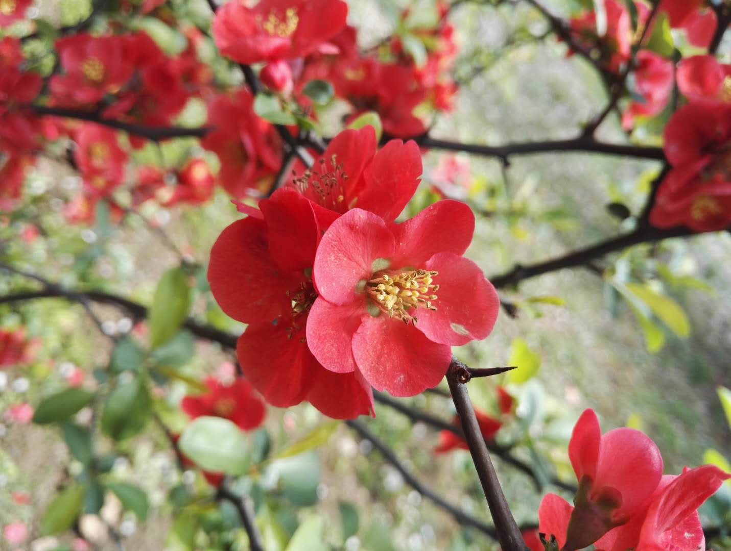 东风吹上海棠梢——海棠四品，西安已开三品