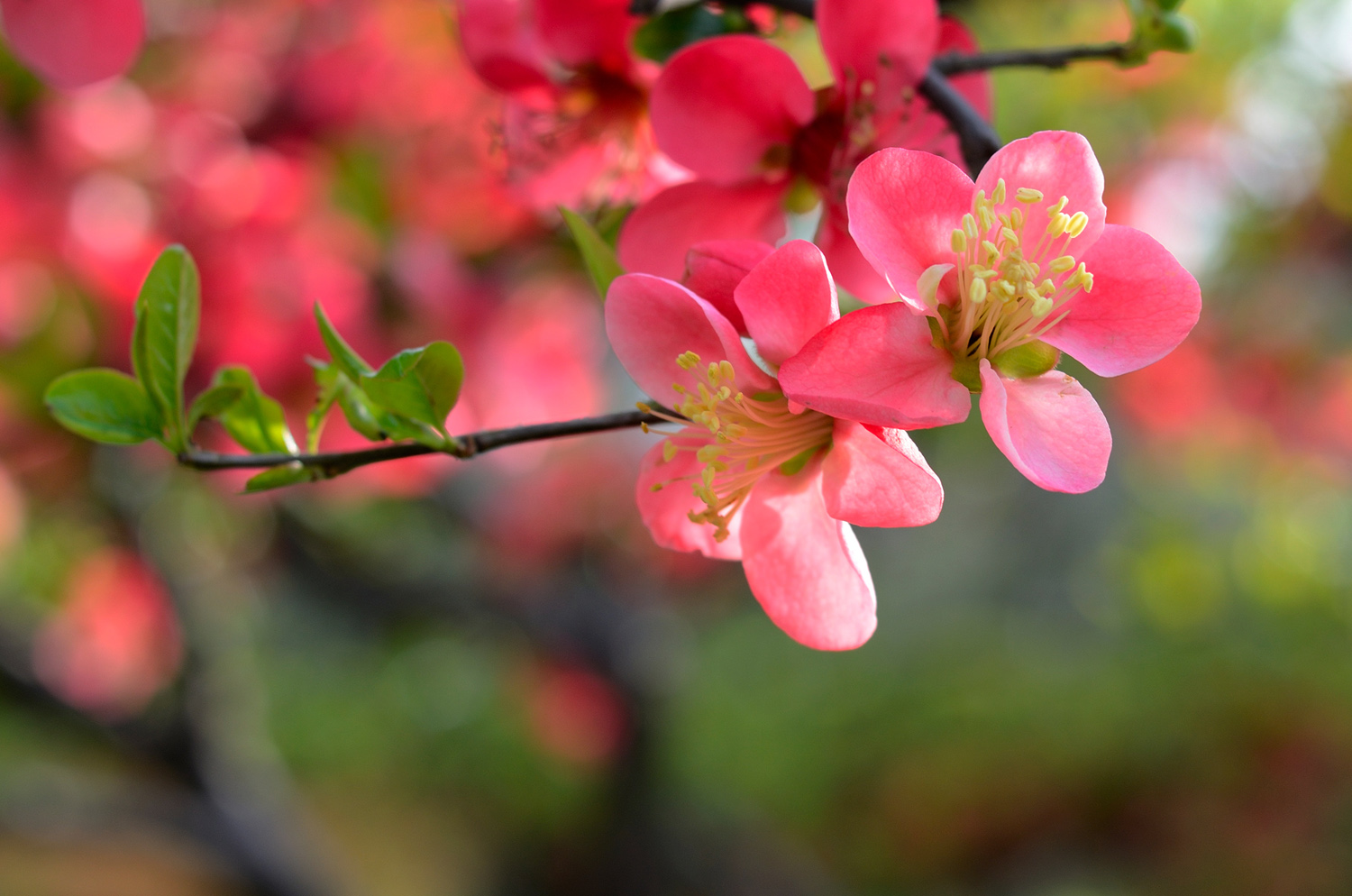 东风吹上海棠梢——海棠四品，西安已开三品