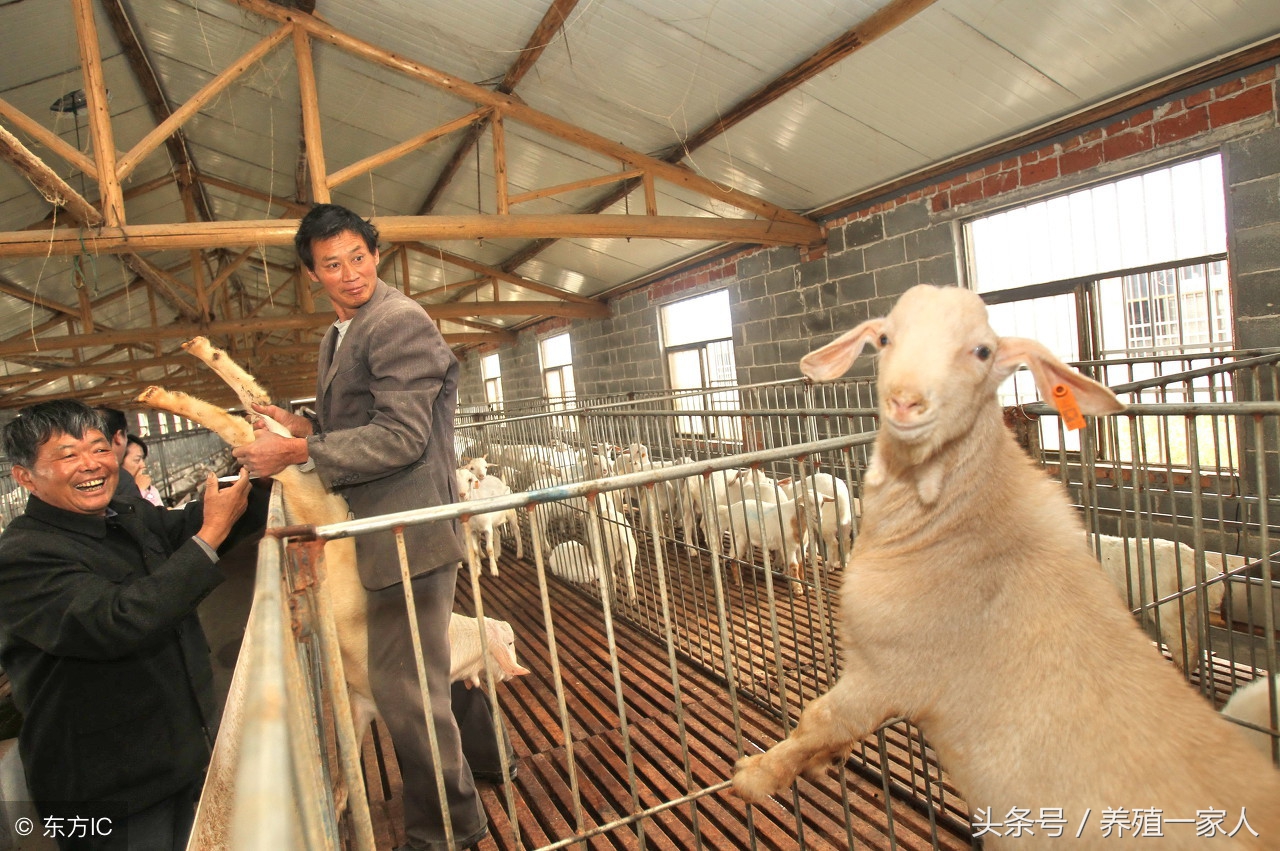 养羊八大口诀,养羊用药顺口溜新手养羊不用愁