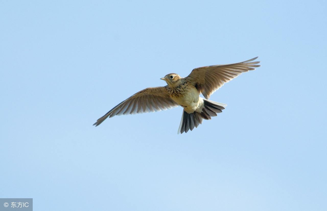 百灵鸟怎么养百灵鸟饲养需要注意的事项