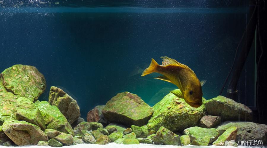 龙鱼三湖慈鲷混养大型缸,养三湖慈鲷的鱼缸选择