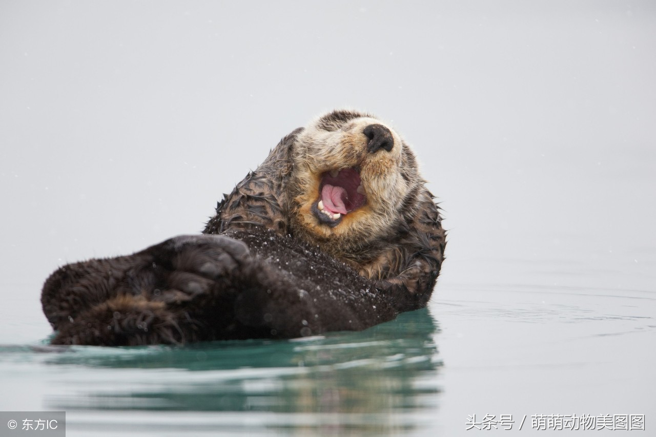 水獭与海獭哪个更可爱,萌动物科普