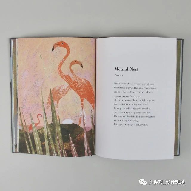 国际获奖26本绘本,2019年最佳绘本