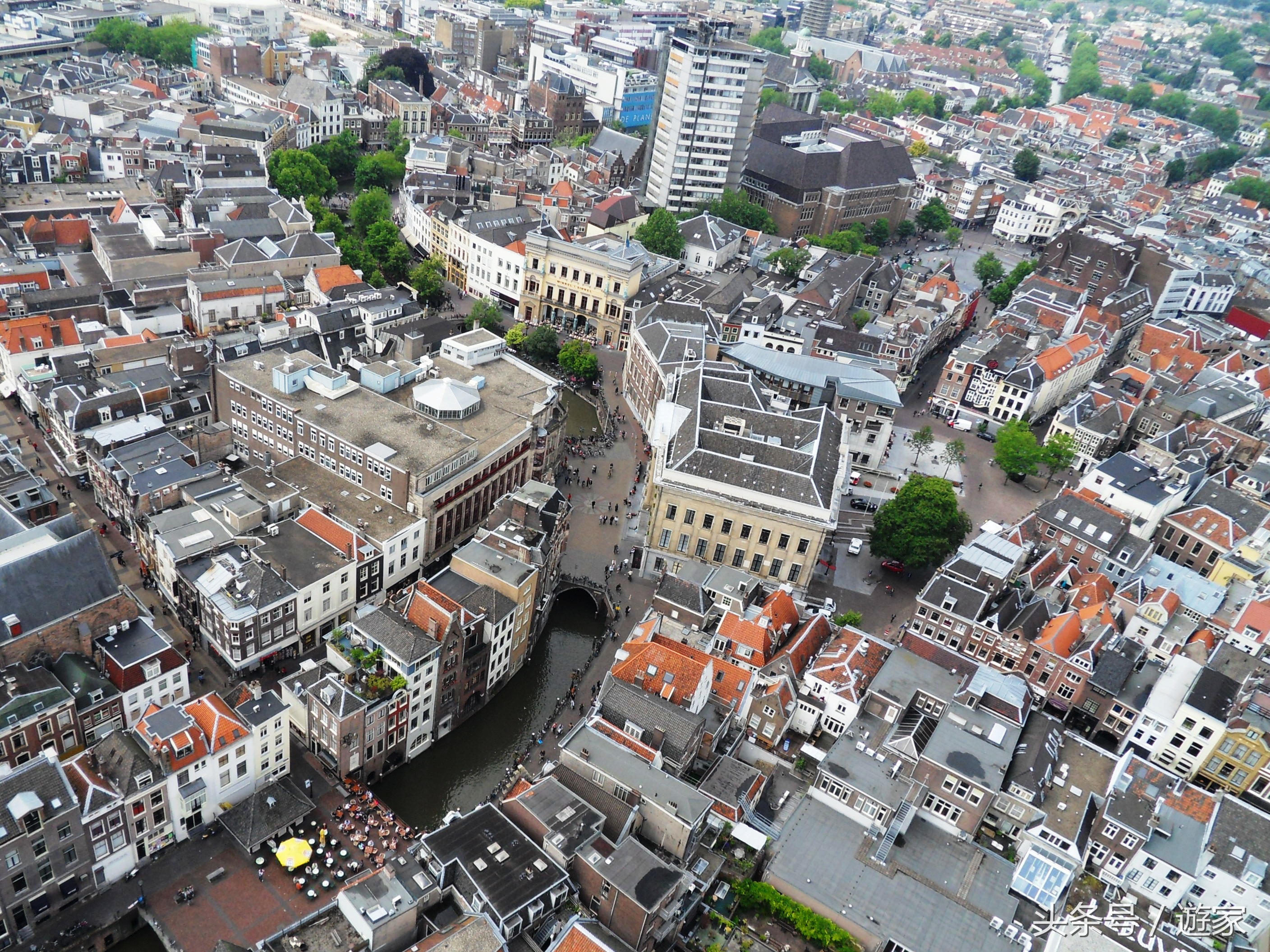 荷兰郁金香风光,维也纳冬天的花