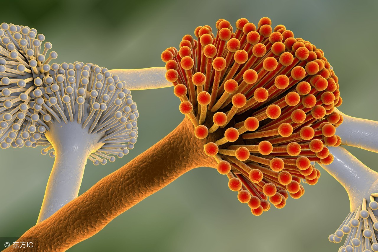 金匮要略发热恶寒手冷,金匮要略方剂功效