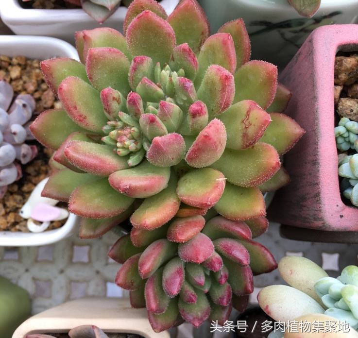 烟灰水浇花的注意事项,用烟头泡水能防治病虫害吗