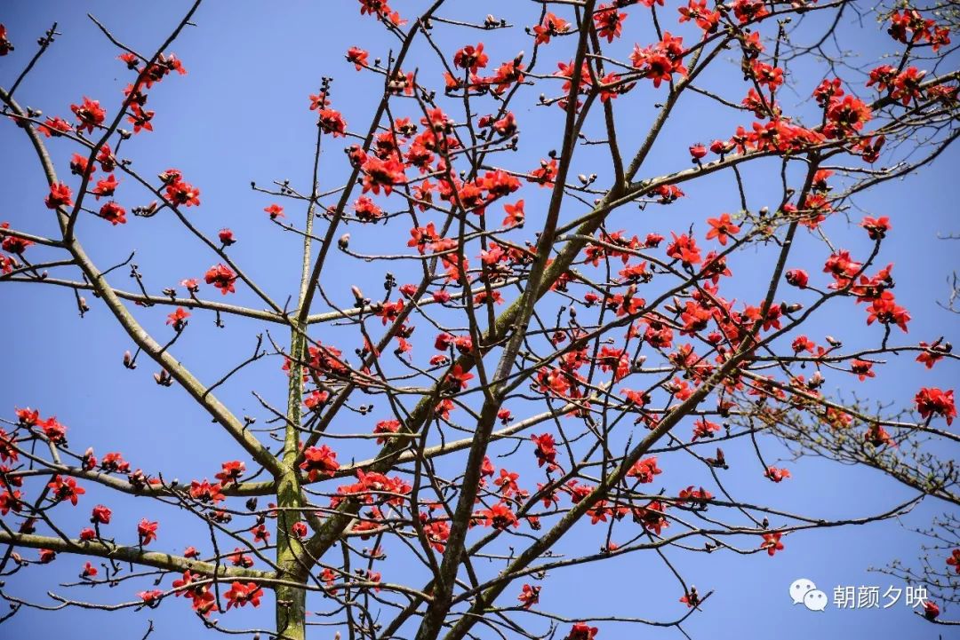 中山纪念中学100周年校庆,中山纪念中学80周年校庆