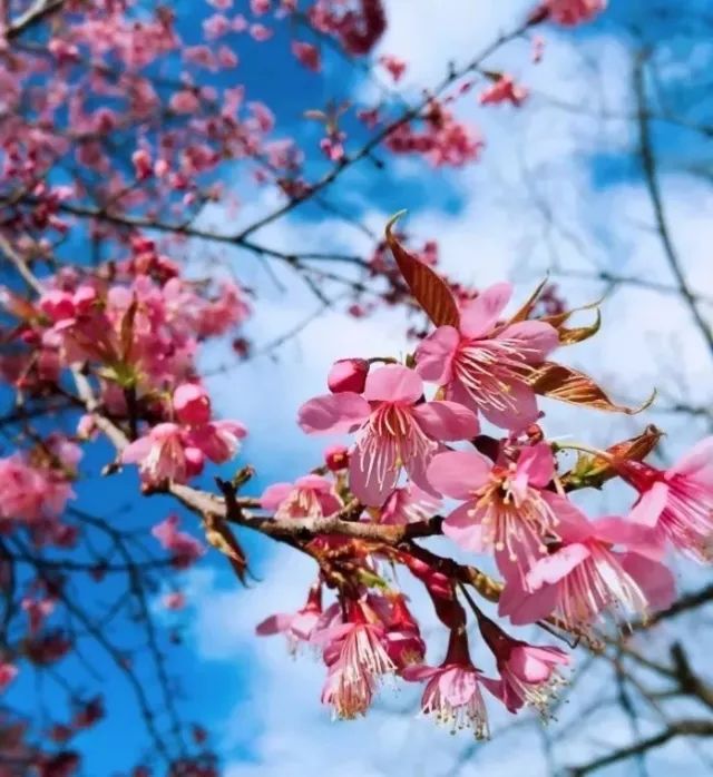 带你去流溪湾丰华园赏樱花,走啊我带你去看樱花的文案