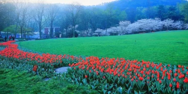 带你去流溪湾丰华园赏樱花,走啊我带你去看樱花的文案