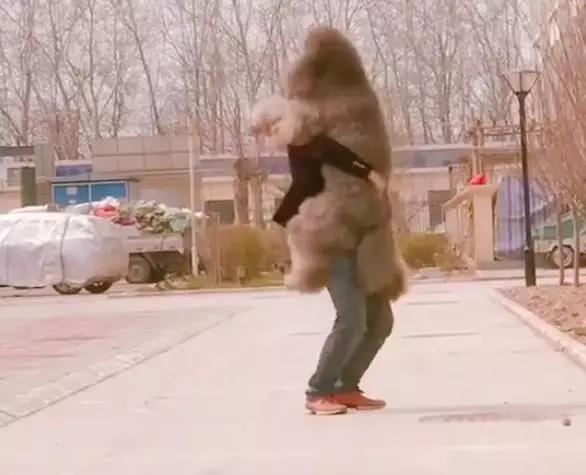 80斤巨型泰迪要抱抱,巨型泰迪犬主人求抱抱