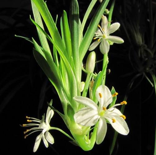 除甲醛的植物放在家里的有哪种,新房除甲醛哪种植物最好最有效