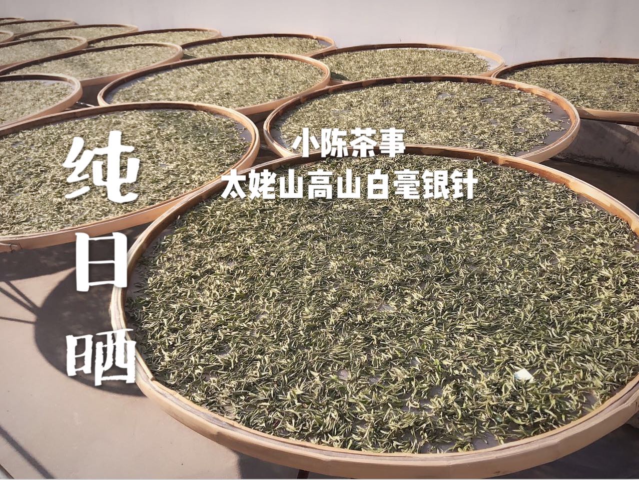 白茶有什么优劣,白茶是阴山茶好喝还是阳山茶好喝