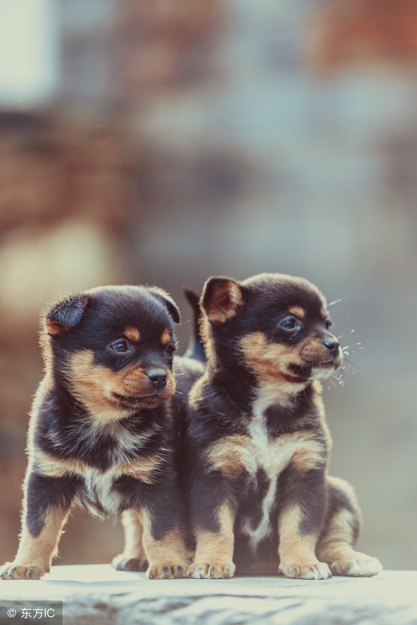 千万别买这几种狗有可能是星期狗,星期狗一般几天有症状