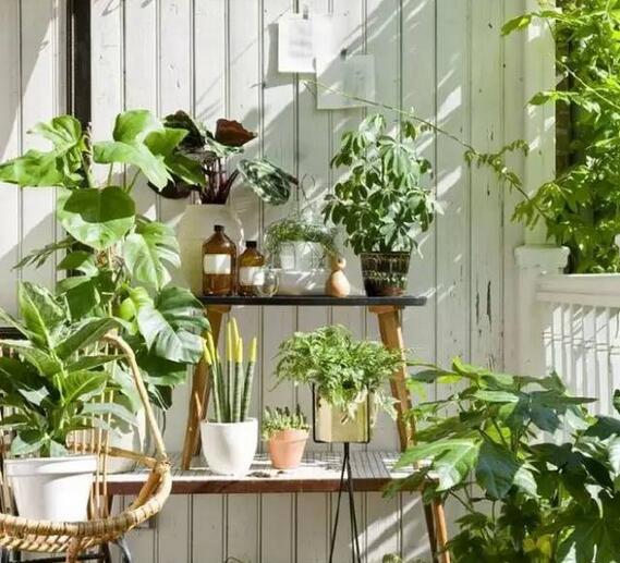 吸甲醛最好的绿植是什么,吸甲醛的绿植哪个最好