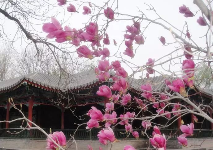 北京玉兰花观赏地,北京最美紫玉兰在哪