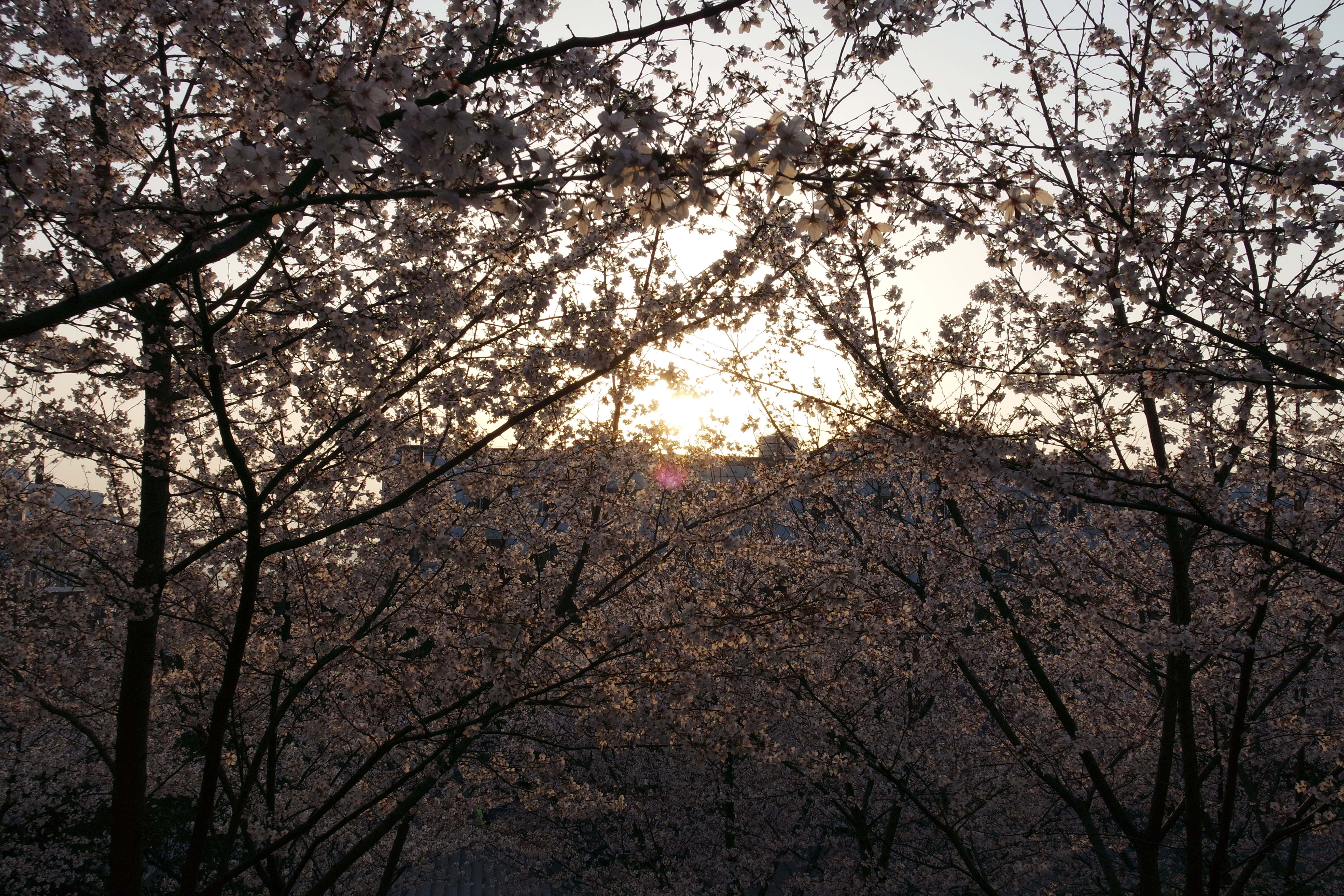 武昌理工学院的樱花,武昌理工学院回忆