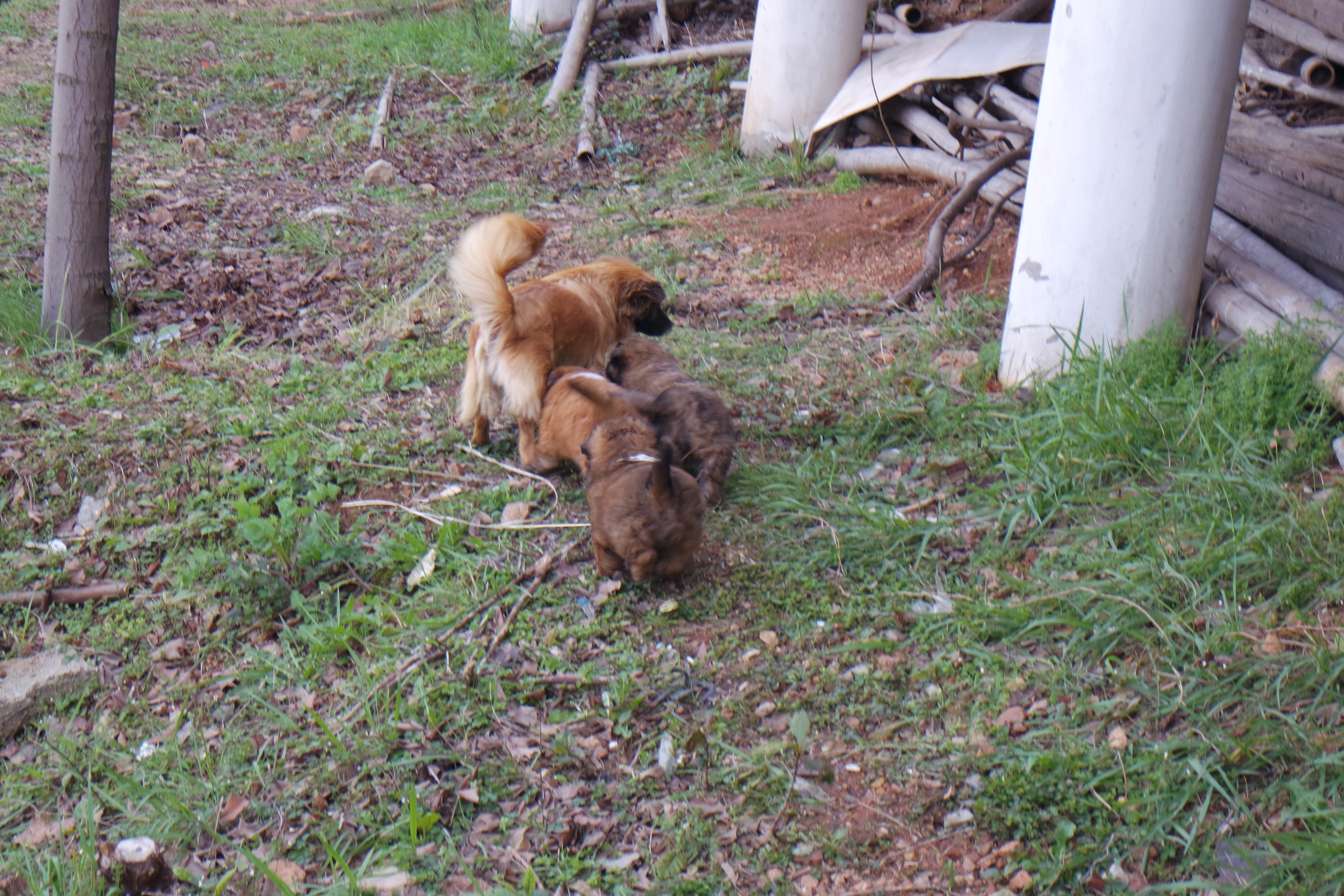 武昌理工学院的樱花,武昌理工学院回忆