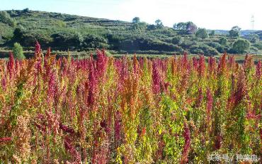 藜麦的种植技术,藜麦的种植条件