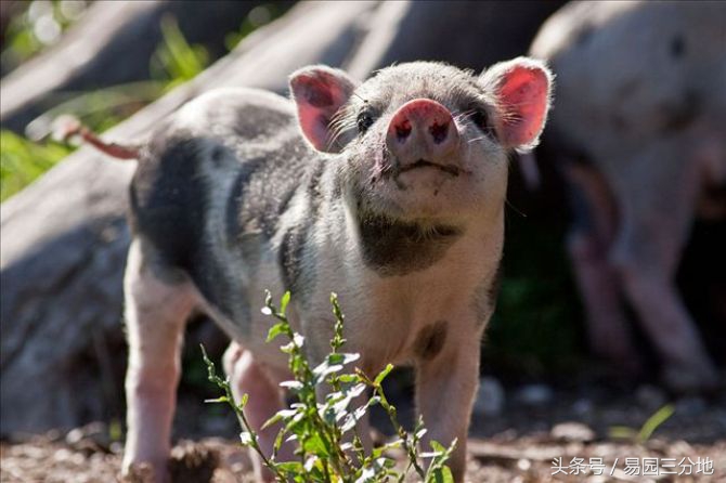 属猪生日图片,属猪生日解释