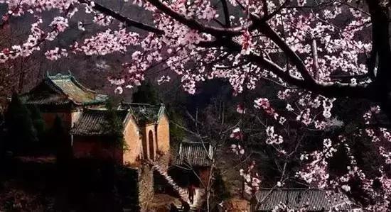 12处桃花源，为河南最美的春天代言，你认为怎样？欢迎添加